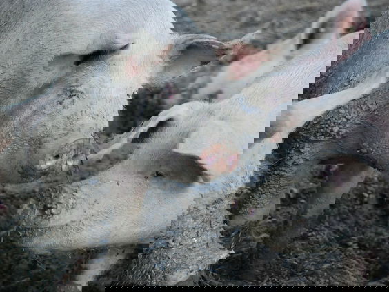 Dilemma: Dierenwelzijn of het milieu