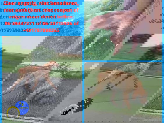 Rondreizende hond nu in Gelderland