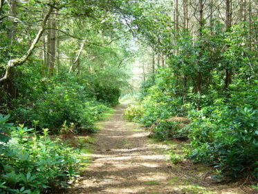 Sprookjes zijn helemaal niet lief en vrolijk