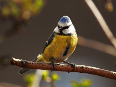 De pimpelmees verliest zijn kleur