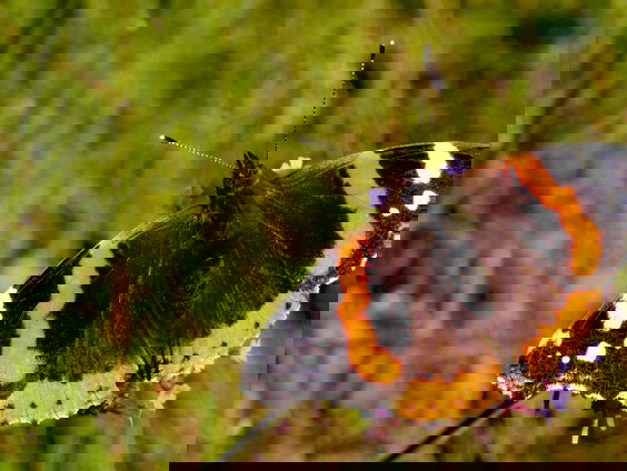 Atalanta-vlinders massaal op trek naar het Zuiden