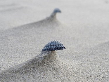 Wat vind je op het strand?