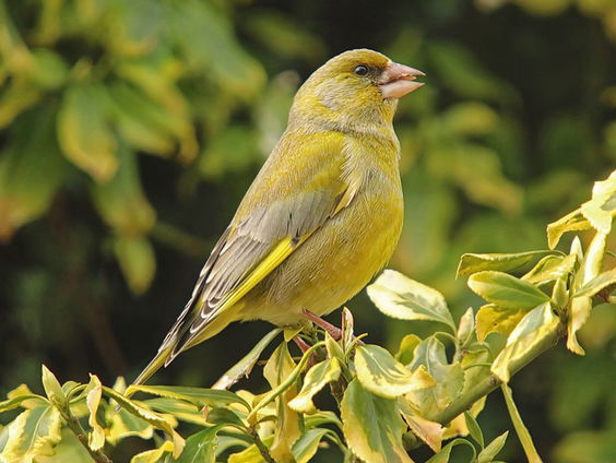 Winterse vogelgeluiden in een soundscape