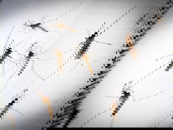 Wat is nou eigenlijk écht waar over muggen?