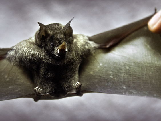 Wat veel mensen niet weten over de vleermuis