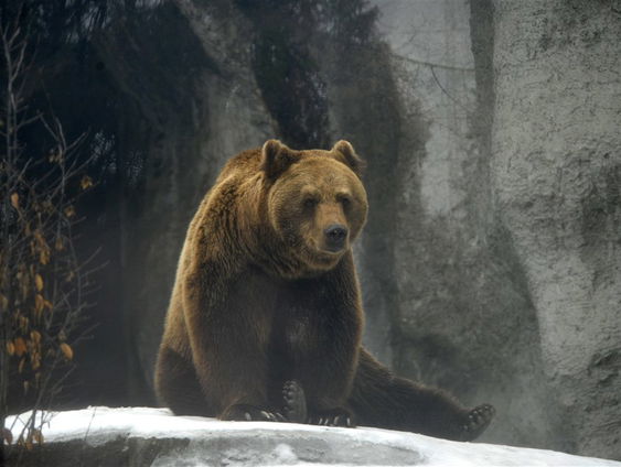Een menselijke winterslaap, zou dat mogelijk zijn?
