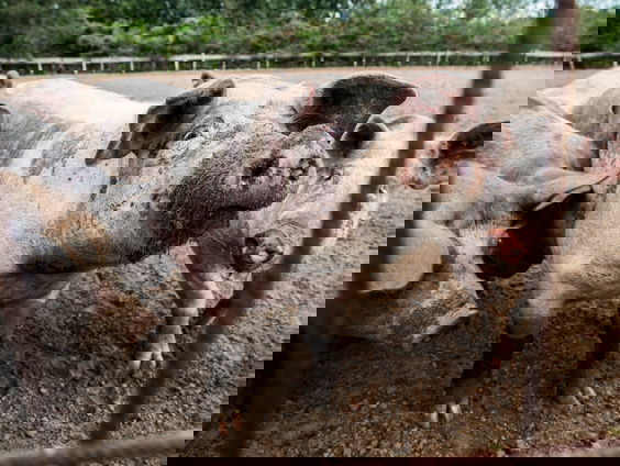 Te weinig boeren hebben een modderpoel voor hun varkens, vindt Wakker Dier