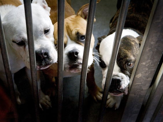 Sander Bartling en Iaira Boissevain herplaatsing vechthonden uit dierenasiel