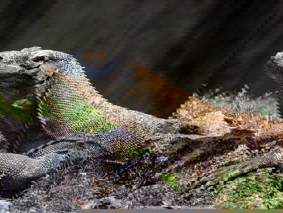 Fokprogramma moet uitsterven komodo varaan voorkomen