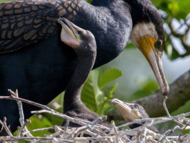 Natuurmonologen - drie delen