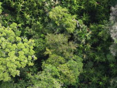 Hoe overleef ik de jungle?