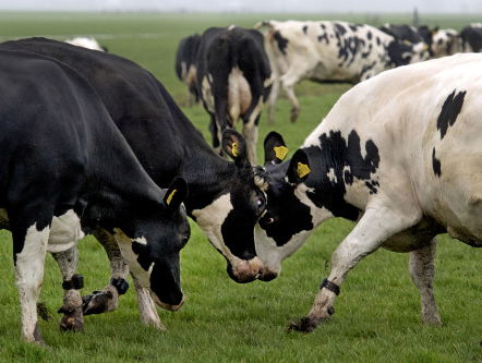Groenlinks: Europa moet optreden tegen mestfraude in Nederland