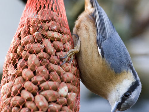 Pieter van Vollenhoven telt ook tuinvogels