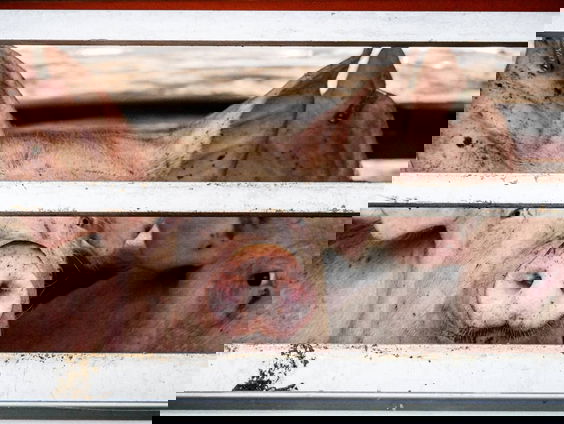 Hoe moet de NVWA misstanden in slachthuizen voorkomen?