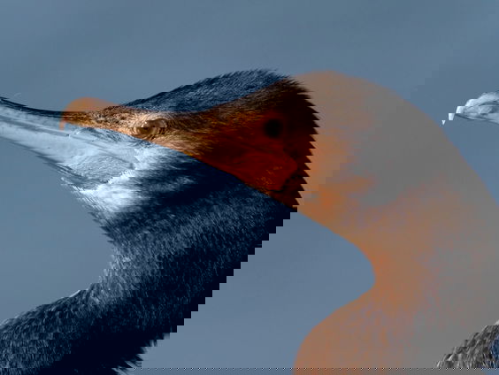 Feit of fictie: 'De aalscholver eet grote porties vis van vissers op'