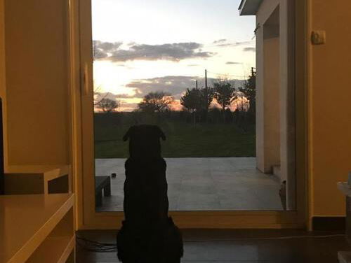 Kunnen honden rouwen?