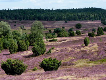 Soundscape: heide, zandgronden en naaldbossen