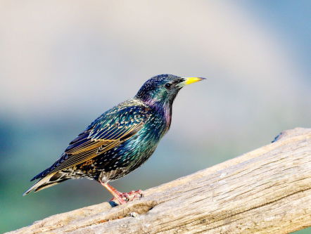 Spreeuw doet kat en hond na