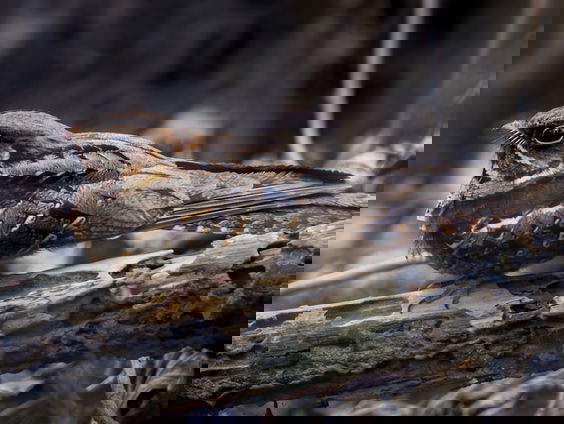 Staatsbosbeheer interviewt dieren in nieuwe podcast