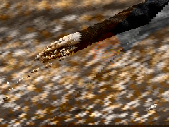 Bollen of bouwen: moeten bollenvelden plaatsmaken voor woningen in Noordwijk?