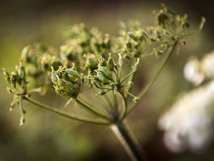 Planten intelligenter dan mensen