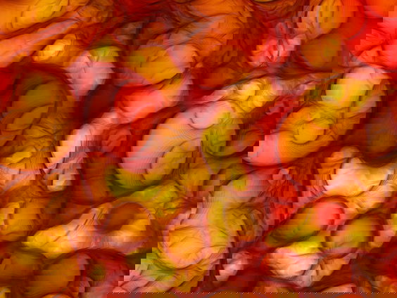 Ode aan het oranje en het rode