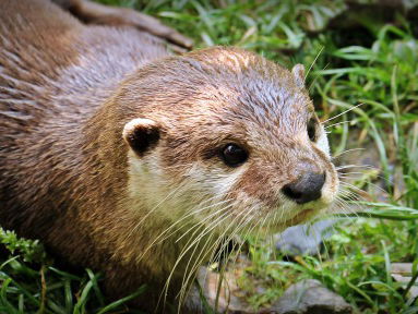 Jonge otters in het Naardermeer