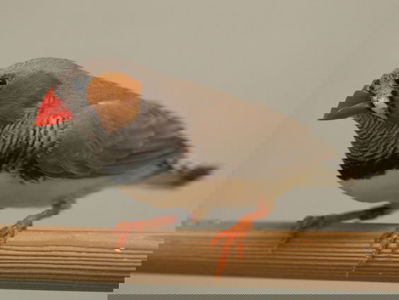 Stotterende zebravinken bieden mogelijk oplossing