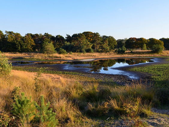 De droogte zorgt voor problemen in de natuur