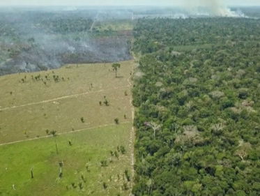 Hoe gaat het met de grootste regenwouden op aarde?