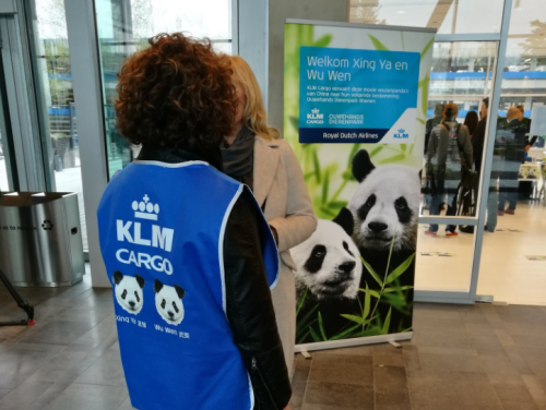 Verslaggever Reinout Meijer bij komst panda's op Schiphol