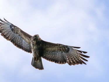 50 miljoen waarnemingen