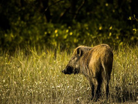Mensen en wilde dieren gaan wél samen