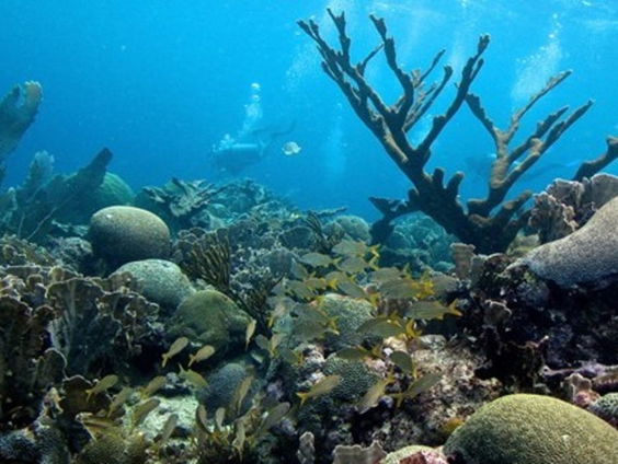 Energieplan voor Bonaire bedreigt unieke koraalriffen