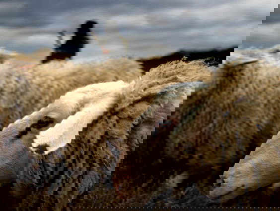 Brailleprijs voor blindenroute rond schaapskooi op Veluwe