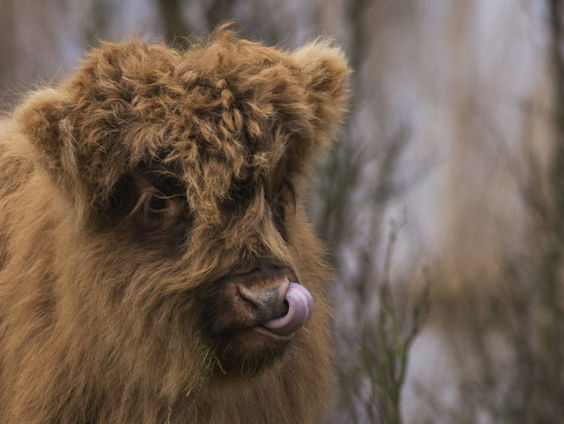 Niet de grote grazers, maar juist konijnen zijn effectief in de duinen