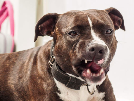 Asielen sluizen gevaarlijke vechthonden door naar nieuwe eigenaren