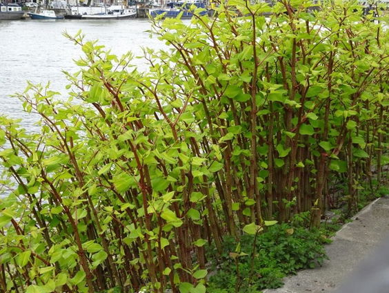 Kan Japanse bladvlo de Japanse duizendknoop vellen? #uitde1000knoop