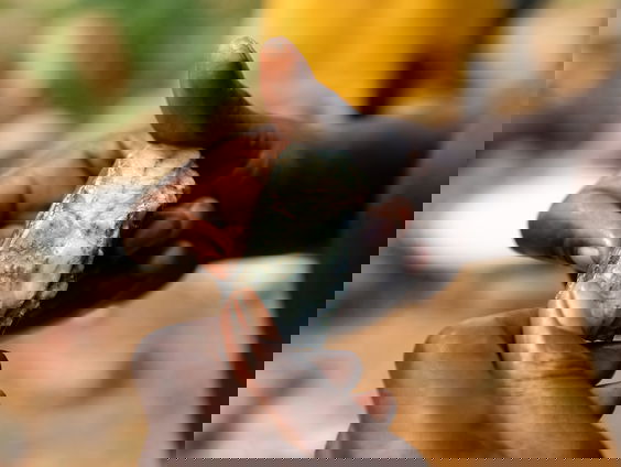 Goudkoorts in Afrika