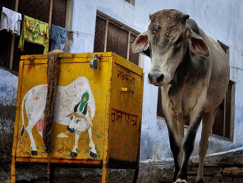 India veroordeeld fanatieke koeienverdedigers