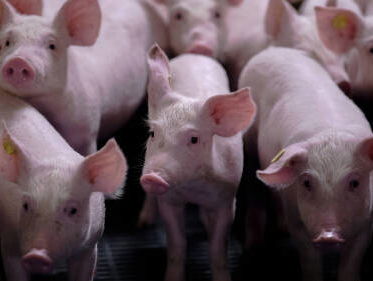 Wéér misstanden in slachthuis