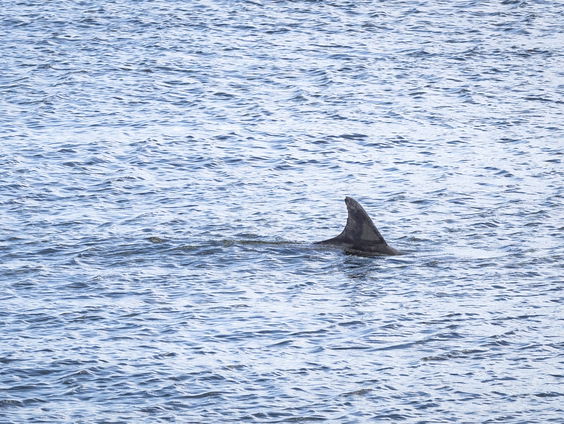 Bij IJmuiden wordt een kunstmatig rif geplaatst