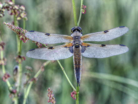 Landelijke libellentelling