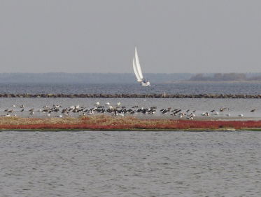 Delta cruciaal voor vogels
