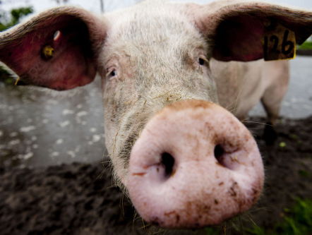 Varkens in Nood roept VION op tot openheid verdoven varkens