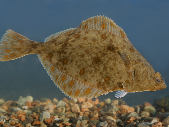 Onderzochte vis uit Westerschelde bevat veel pfas: reden tot zorg?