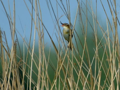 Troostradio: geluiden van het riet en moeras