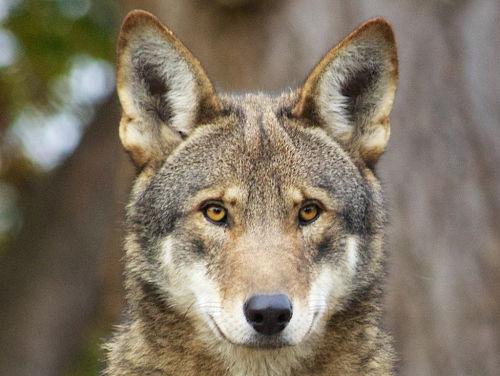 De Weddenschap - Wolf gespot in Nederland