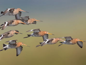 Grutto versus vliegveld