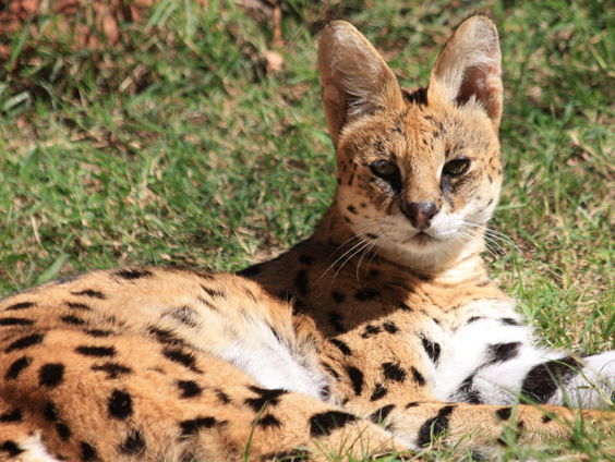 Positieflijst Zoogdieren